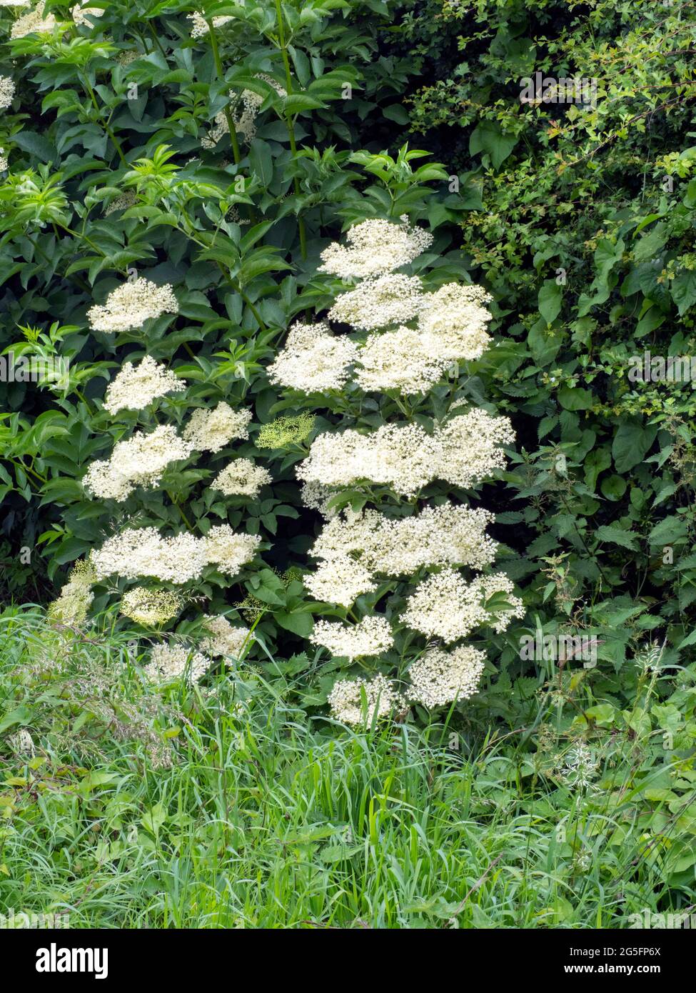 Elderflower. (Sambucus nigra). In full bloom in hedgerow Stock Photo