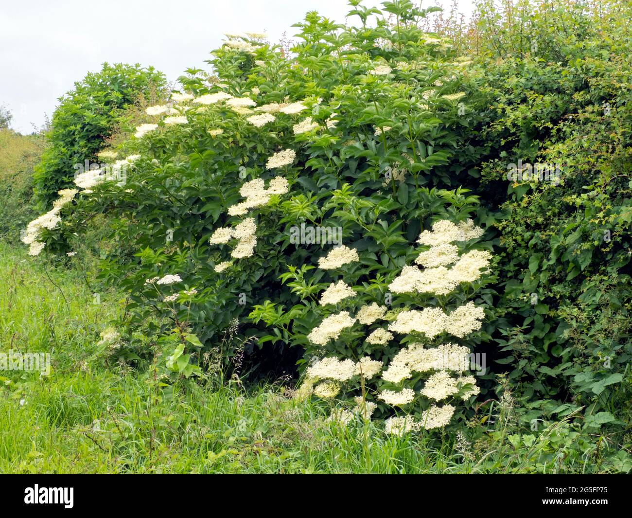 Elderflower. (Sambucus nigra). In full bloom in hedgerow Stock Photo