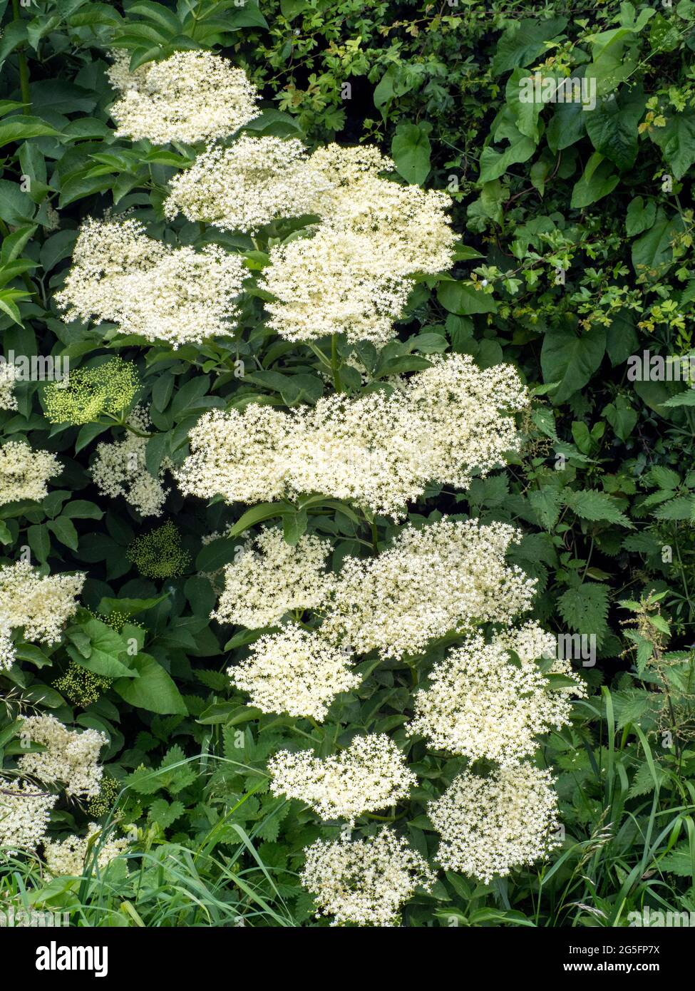 Elderflower. (Sambucus nigra). In full bloom in hedgerow Stock Photo