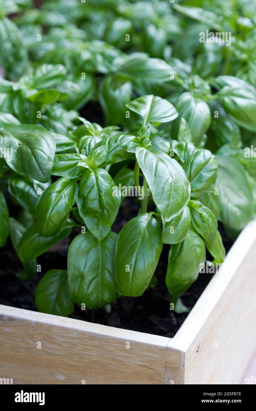 Basil Plants Stock Photo