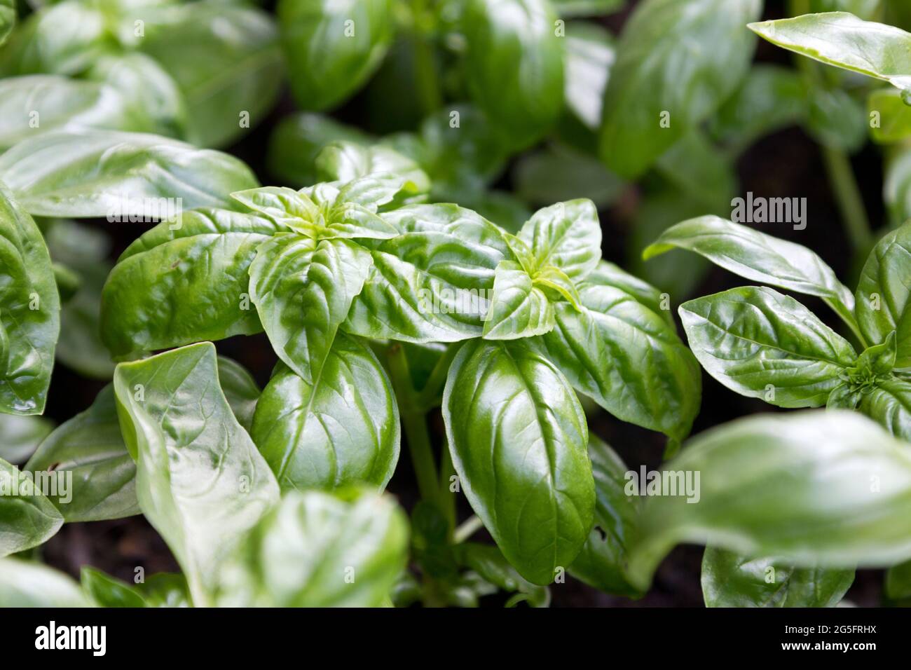 Basil Plants Stock Photo