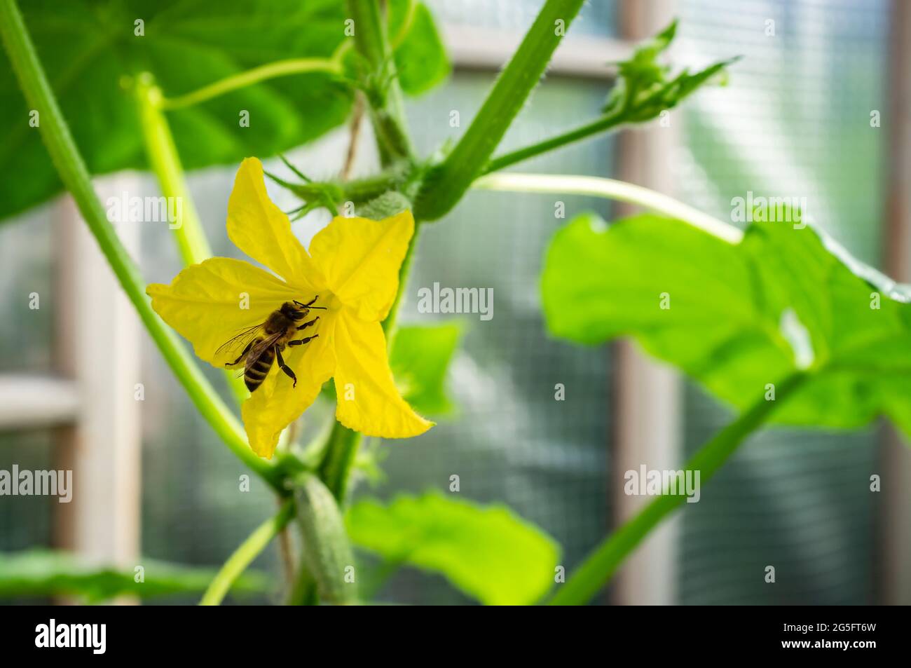 Bee sits on a yellow flower small cucumber in a greenhouse in the garden, in a warm summer day. Stock Photo