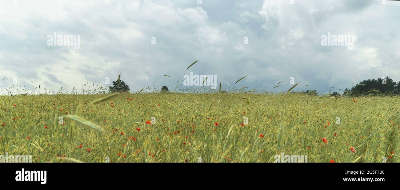wheat field with poppies under a cloudy sky Stock Photo Alamy
