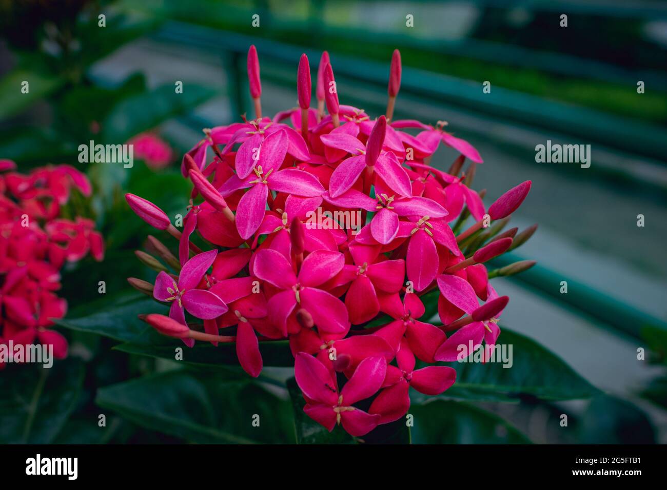 Beautiful bunch of pink spike flowers on a tree. Closeup pink spike