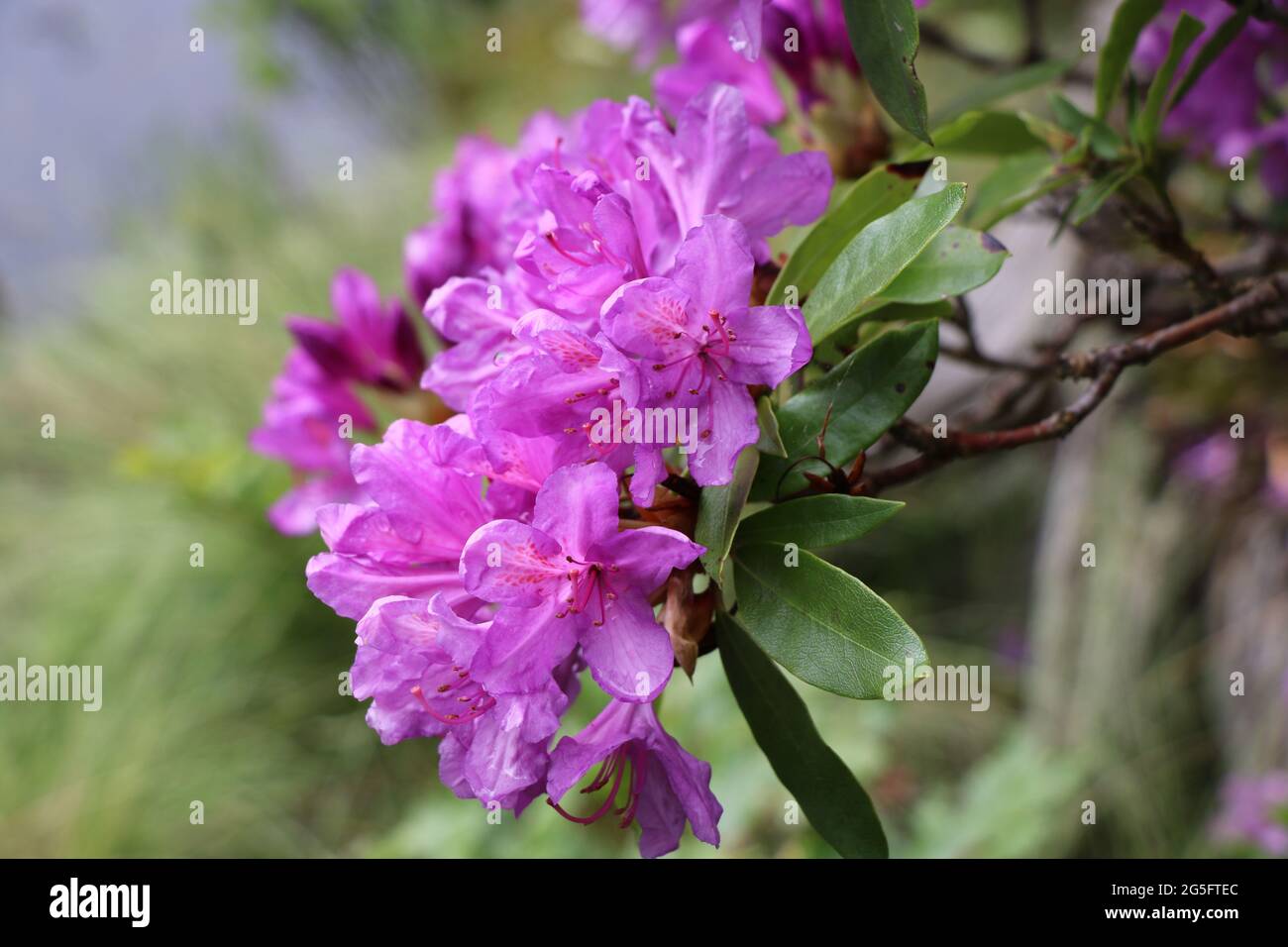Rhododendron Flower Close Up. North Yorkshire Stock Photo