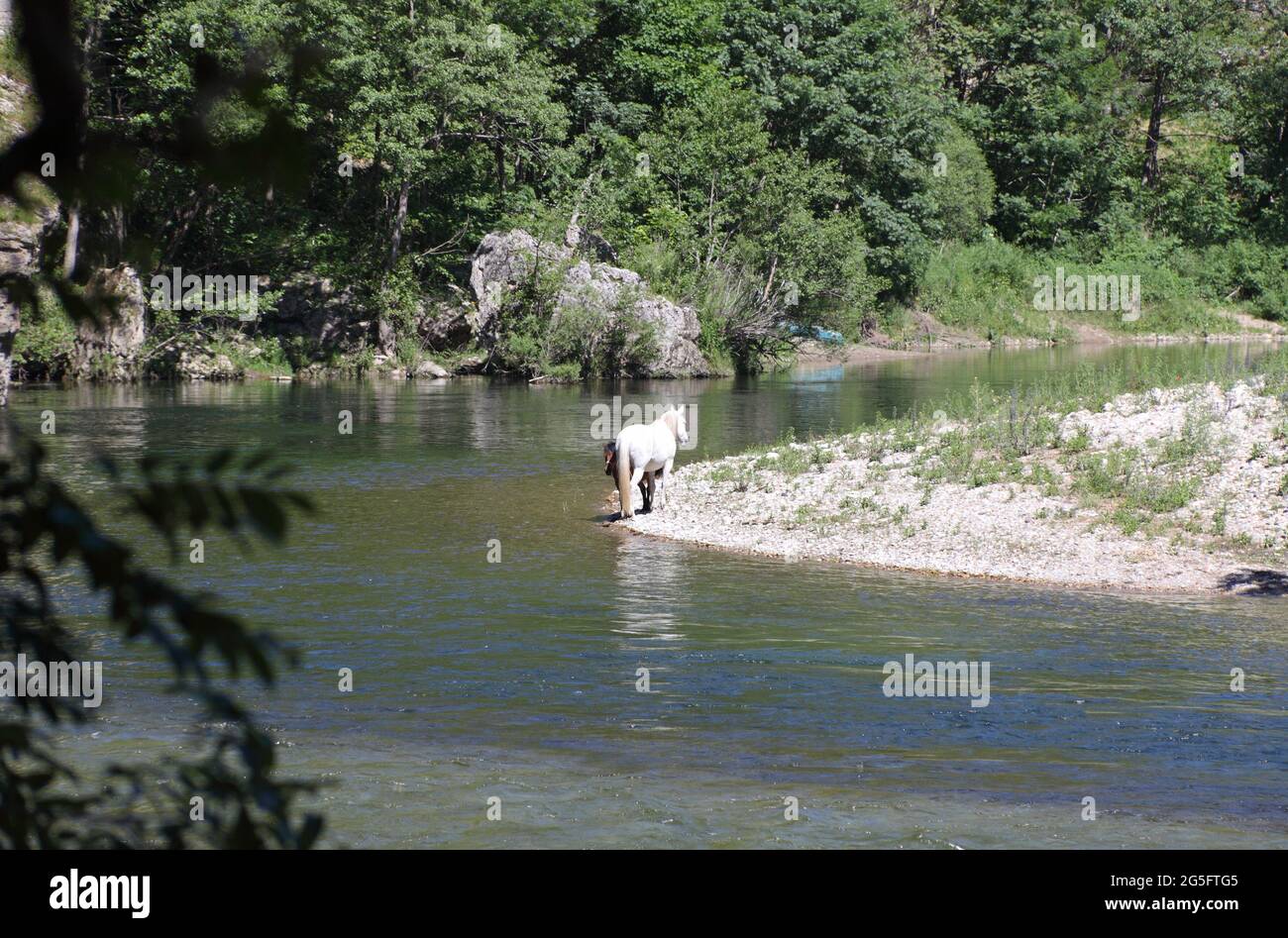 Horse and foal by the Tarn river, Lozere, Cevennes, France Stock Photo