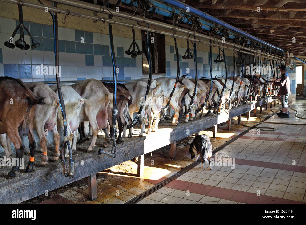 Goat milking machines for the production of the Cevennes speciality Pelardon goat's cheese near Florac, Lozere, Occitania, France Stock Photo
