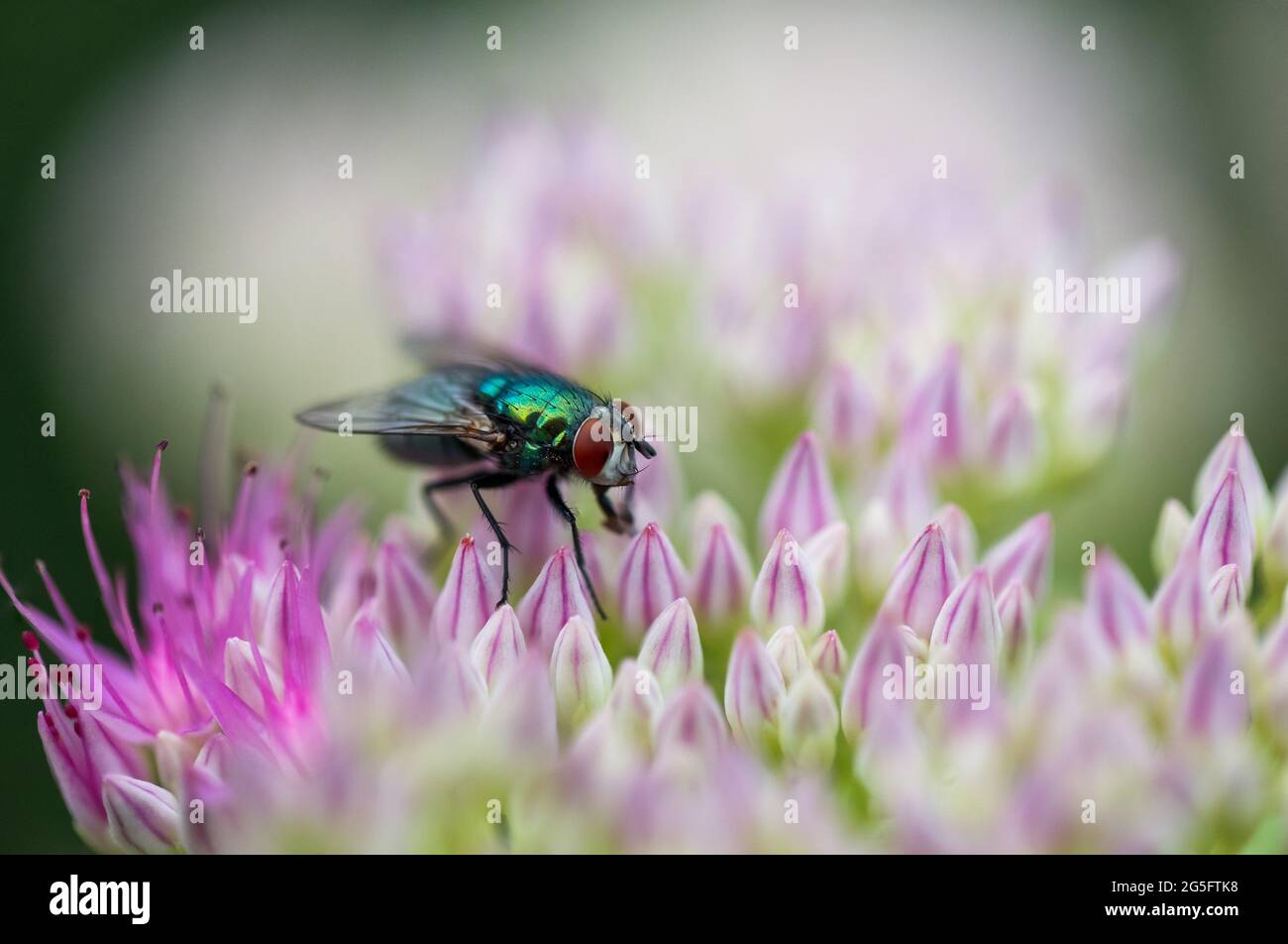 Chrysomya Megacephala (Male) or more commonly known as Oriental Latrine Fly hovering and pollinating a beautiful flower during spring time Stock Photo