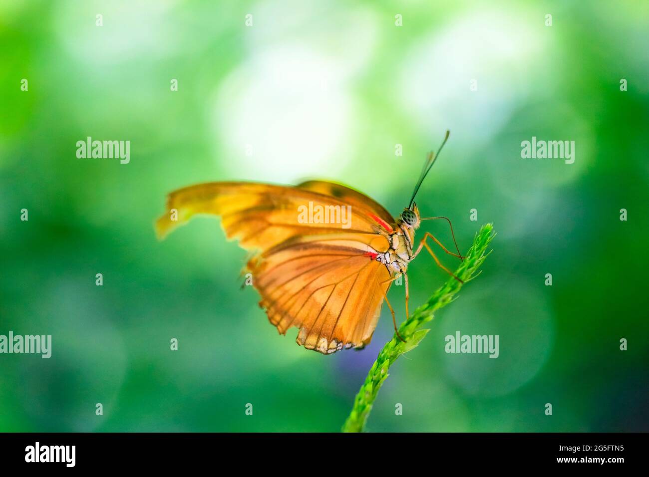 Dryas iulia (julia), known as Julia butterfly, Julia heliconian, the flame, or flambeau, is a species of brush-footed (or nymphalid) butterfly. Stock Photo
