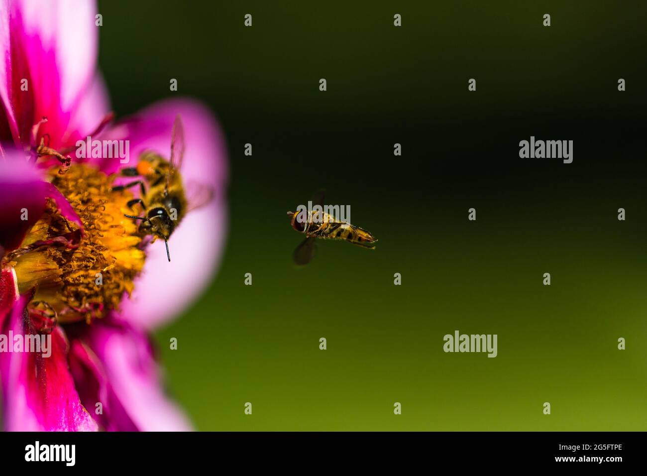 Honey Bee busy pollinating at Public Gardens, Halifax, Nova Scotia