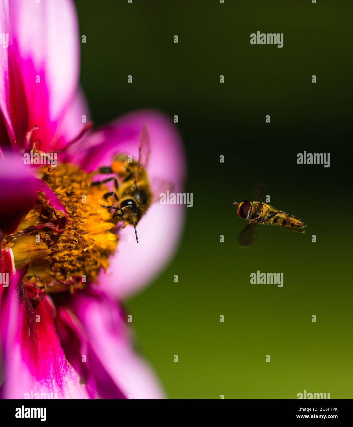Honey Bee busy pollinating at Public Gardens, Halifax, Nova Scotia