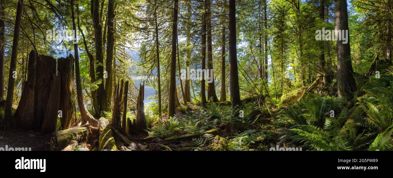 Panoramic View of Green and Vibrant Rain Forest during a sunny summer ...
