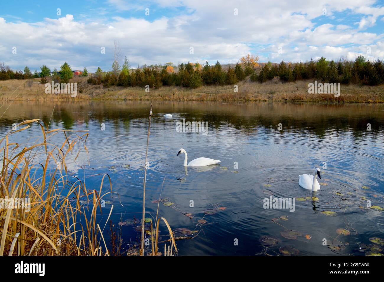 Beautiful swimming swans with mirror reflection on the water. Stock Photo