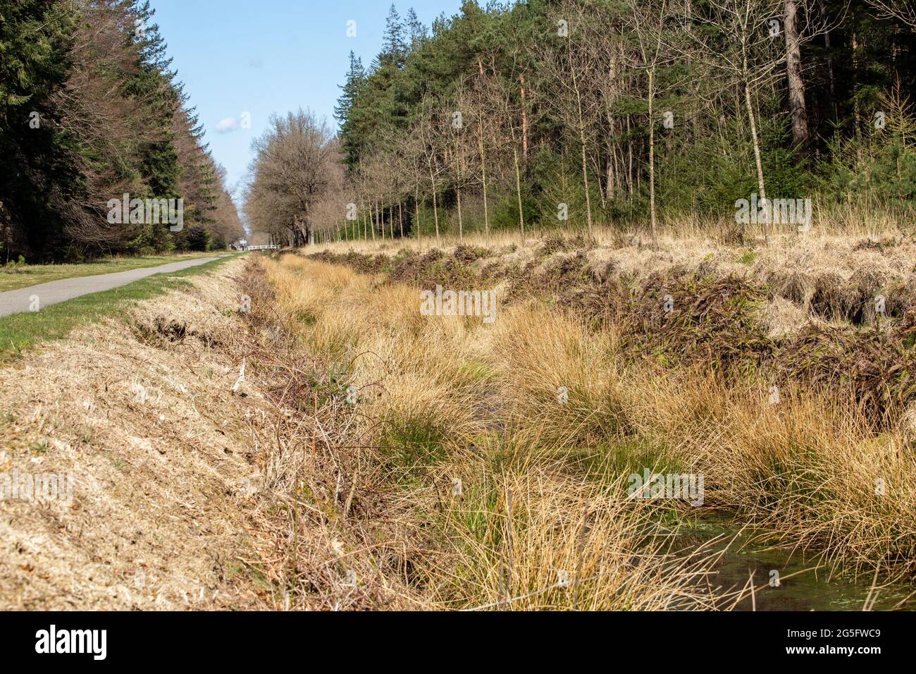 Natural ditch ith variety of plants and moss Stock Photo Alamy