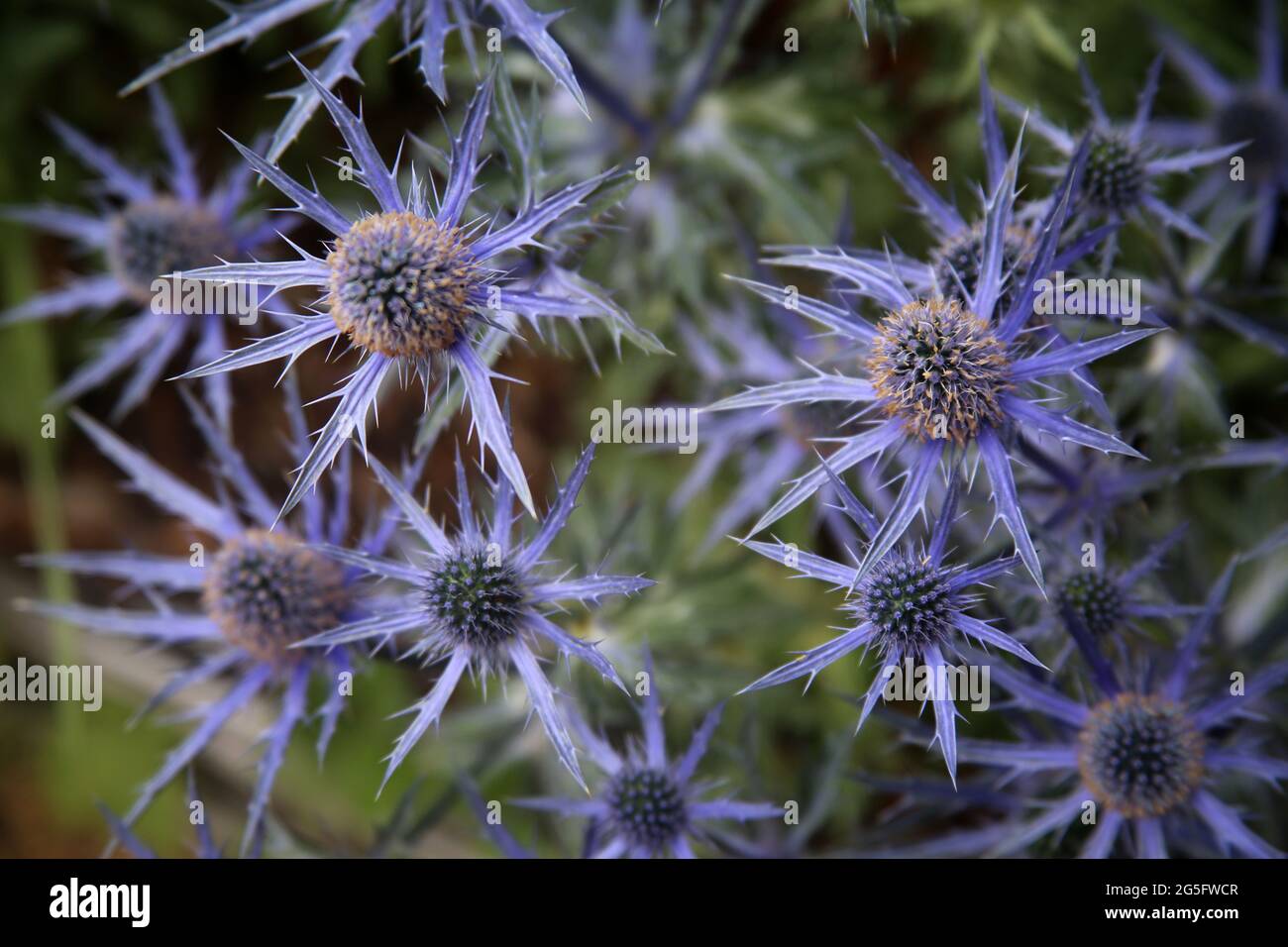 Sea holly plants eryngium hi-res stock photography and images - Alamy