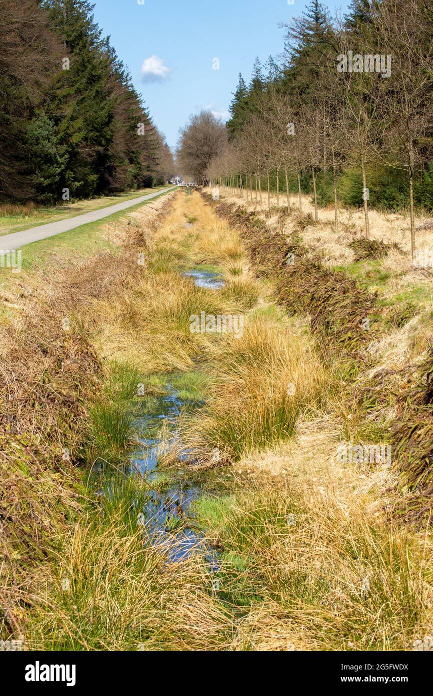 Natural ditch ith variety of plants and moss Stock Photo