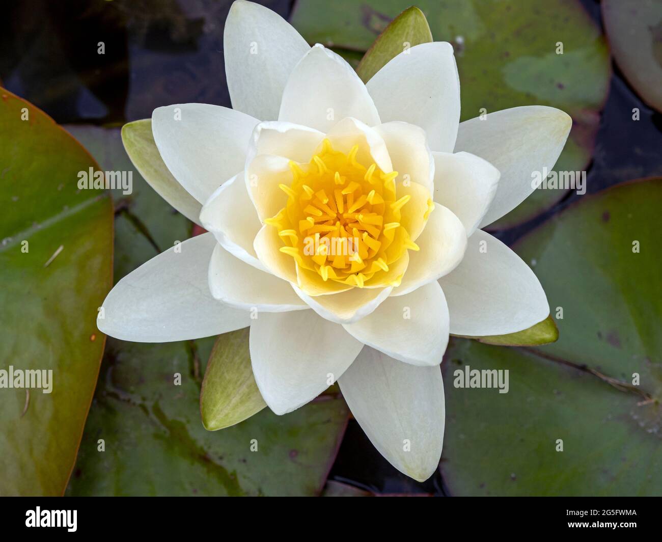 White and yellow waterlily flower seen from above Stock Photo