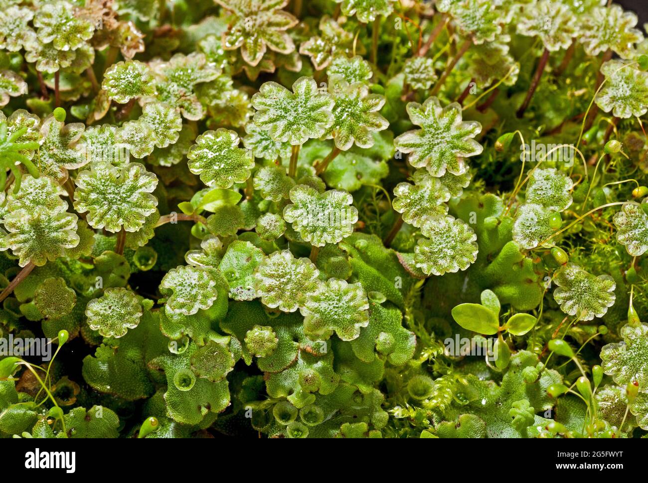Marchantia polymorpha, male plant, liverwort Stock Photo