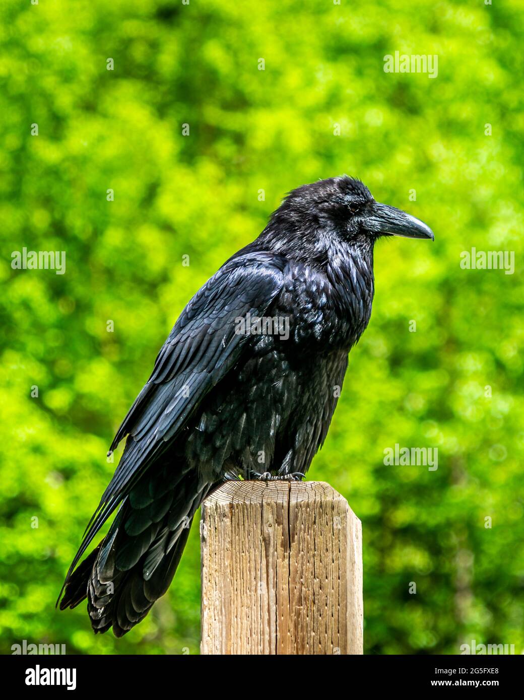 Shiny Black Raven sitting on a Post in Mount Robson Provincial Park, British Columbia, Canada Stock Photo