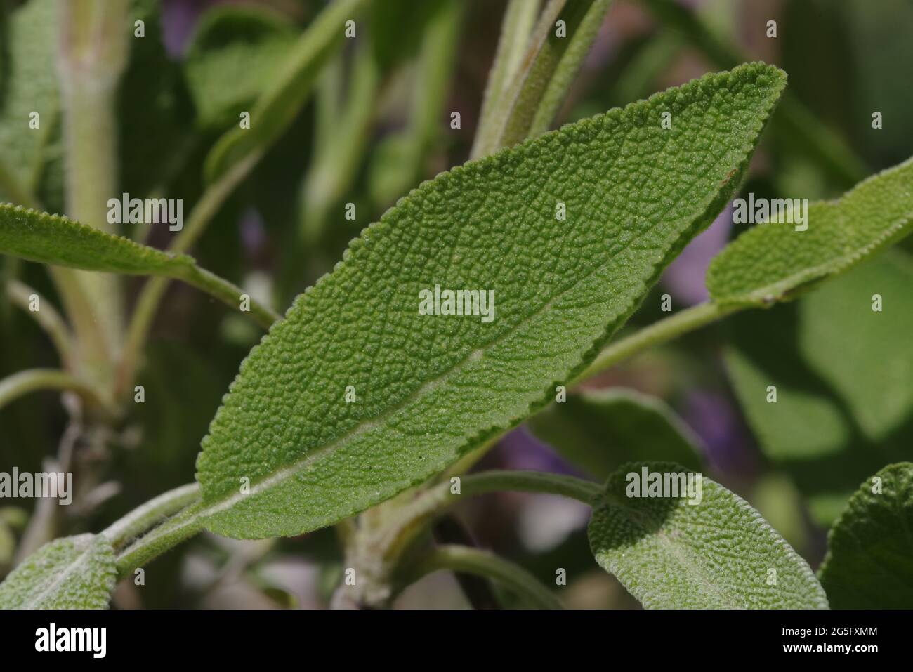 Leaf of common sage showing structural detail Stock Photo Alamy