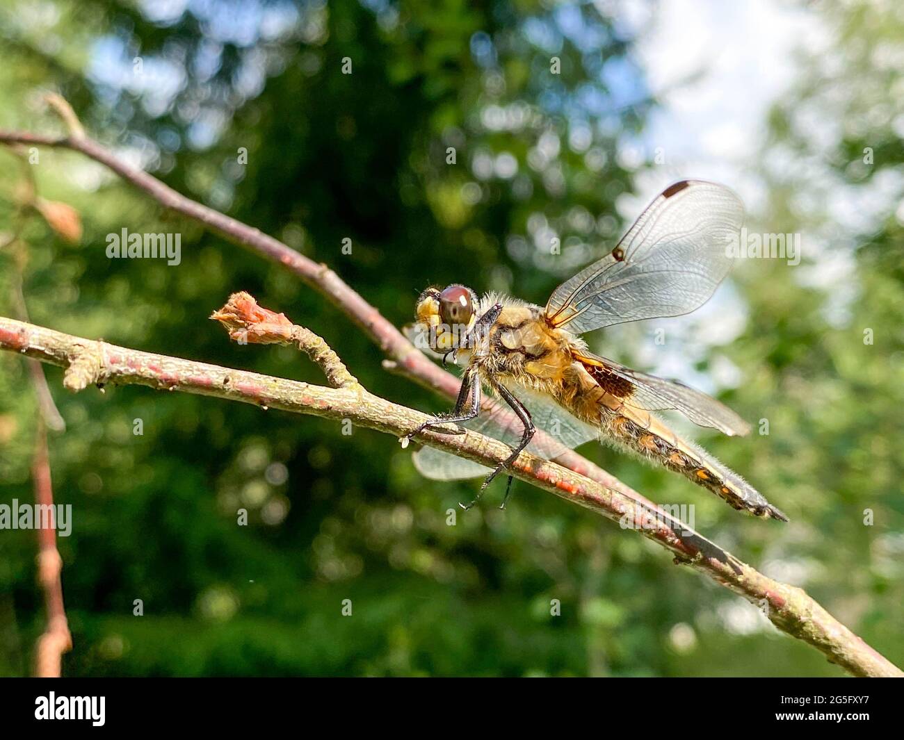 Dragonfly sitting on a branch Stock Photo - Alamy