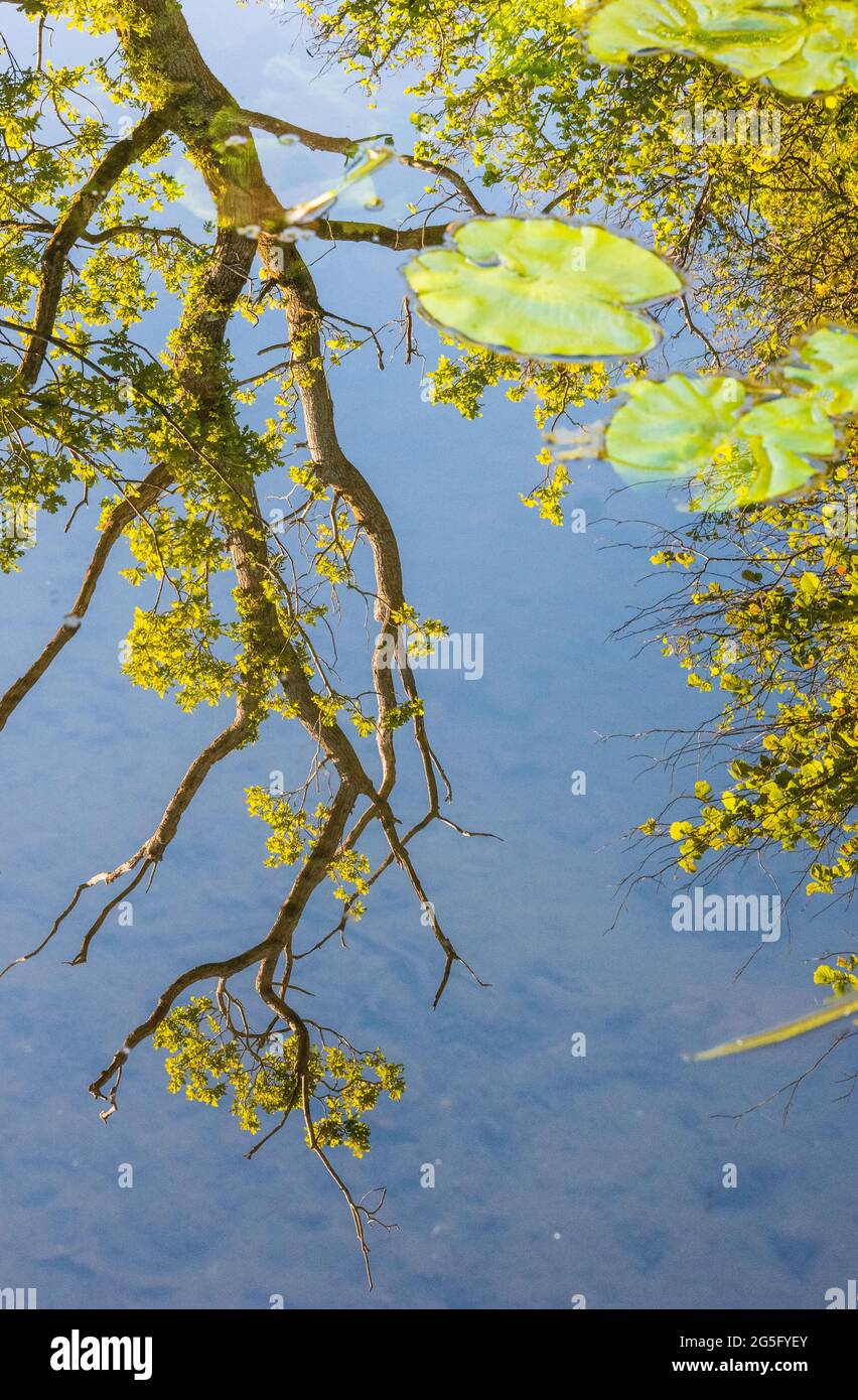 Surreal reflection of a tree in water Stock Photo