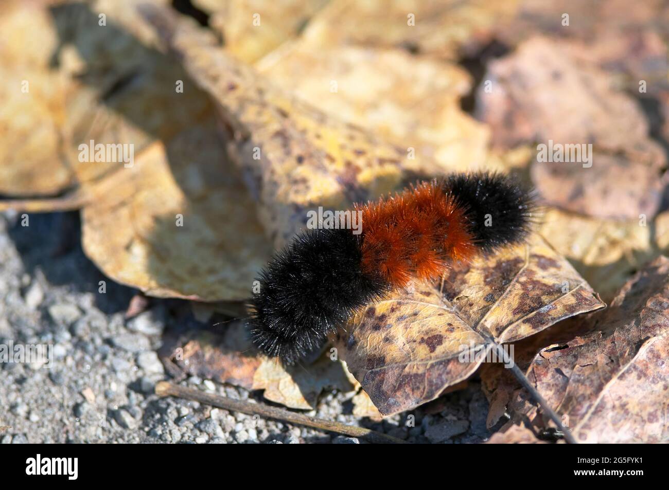 Banded woolly bear caterpillar (Pyrrharctia isabella) on a dried leaf in the fall. Stock Photo