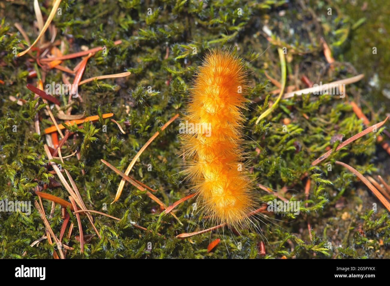 Yellow Woollybear moth caterpillar (Spilosoma virginica) on moss and tree needles. Stock Photo