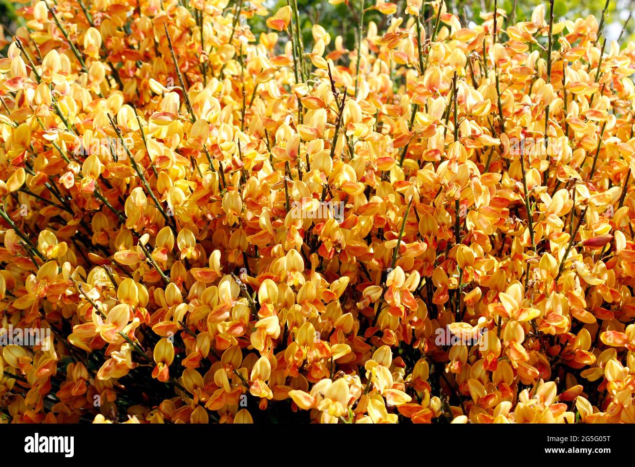 mediterraner dnger olivenbaum Mediterraner Langzeitdnger