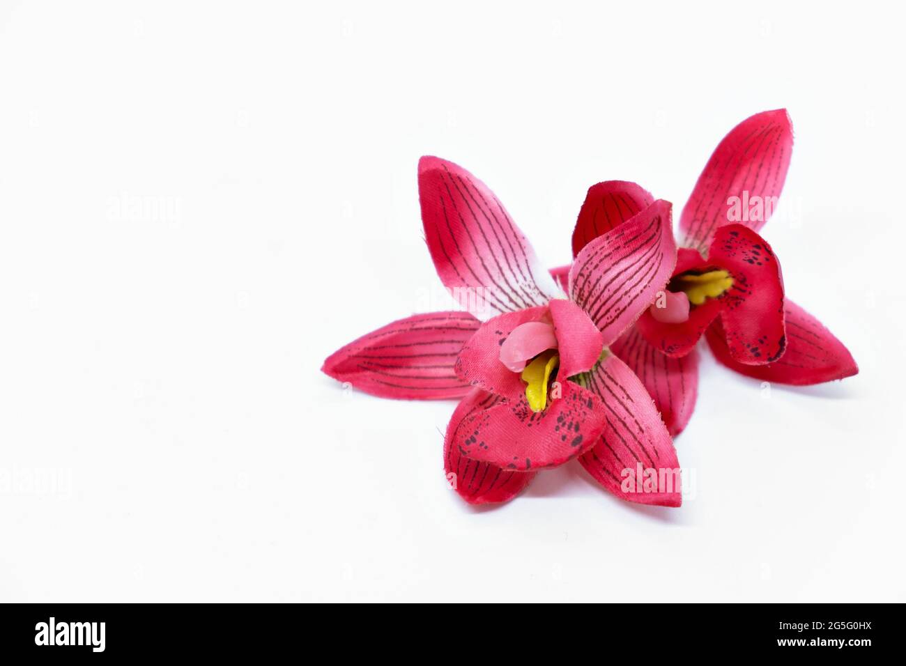 pink tropical flower orchid frangipani on white background mock up spa concept Stock Photo
