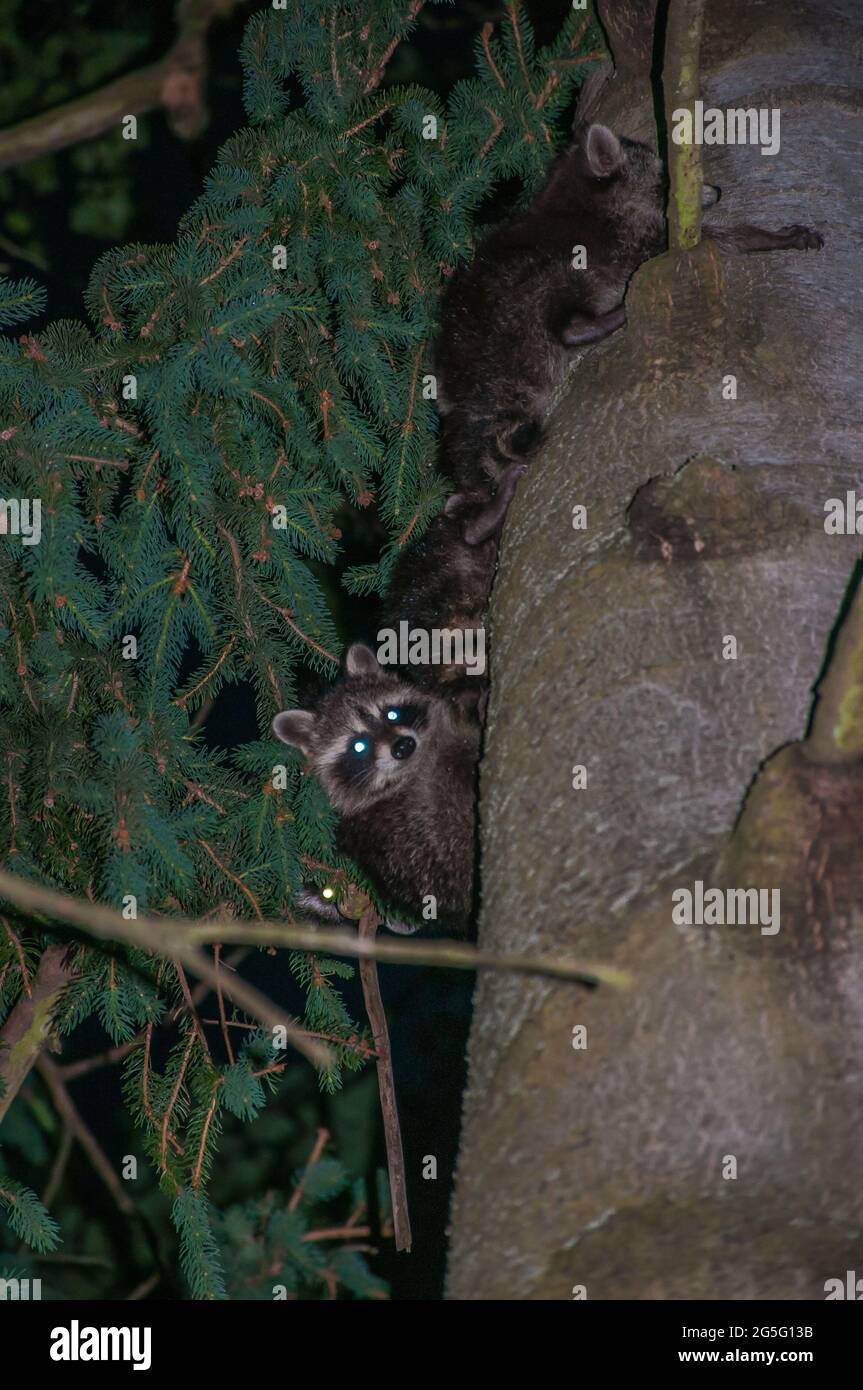 Raccoon night hires stock photography and images Alamy