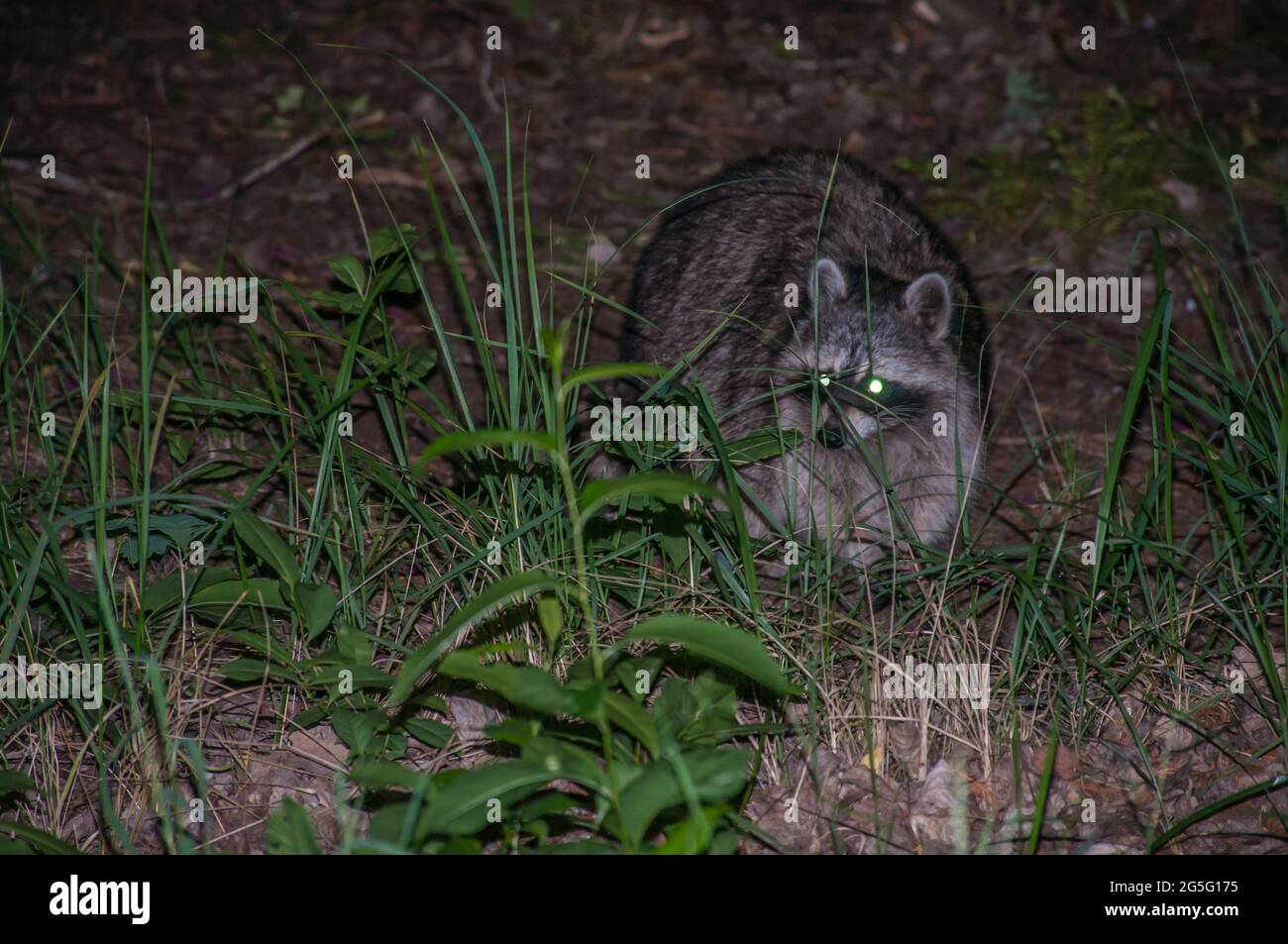 Raccoon, female raccoon. Night shot of a mother looking for food. The