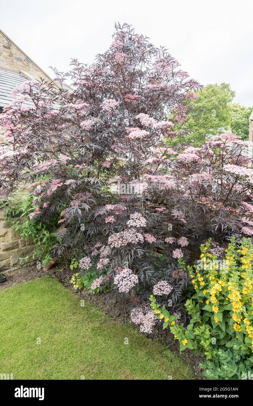 Sambucus nigra black elder or black elderberry Stock Photo - Alamy