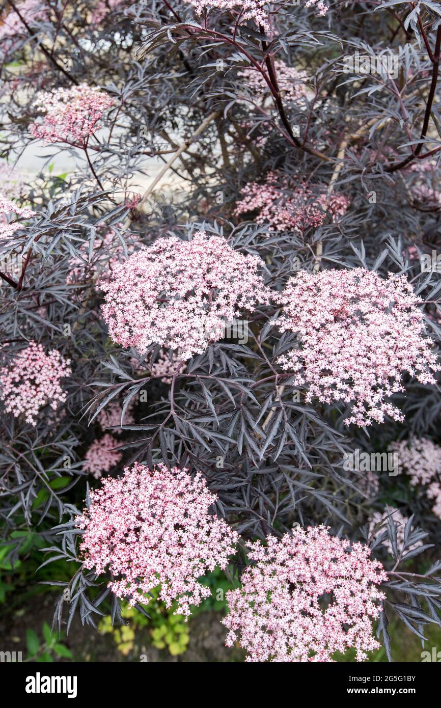 Sambucus nigra black elder or black elderberry Stock Photo - Alamy