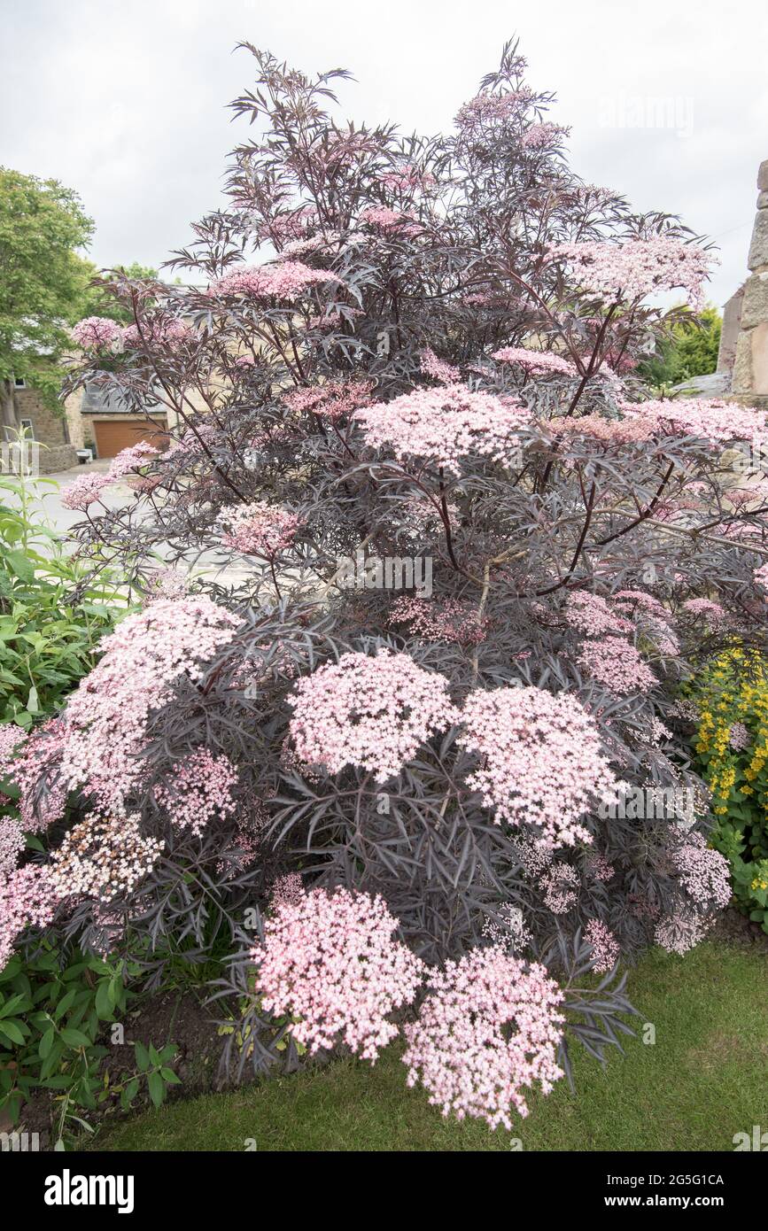 Sambucus nigra black elder or black elderberry Stock Photo - Alamy