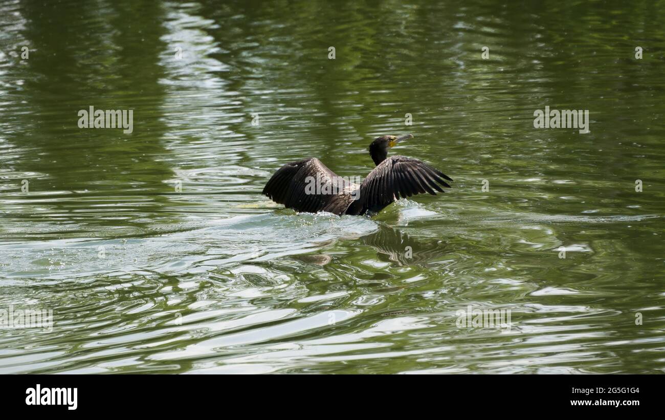 Water bird in the pond of a nature reserve Stock Photo