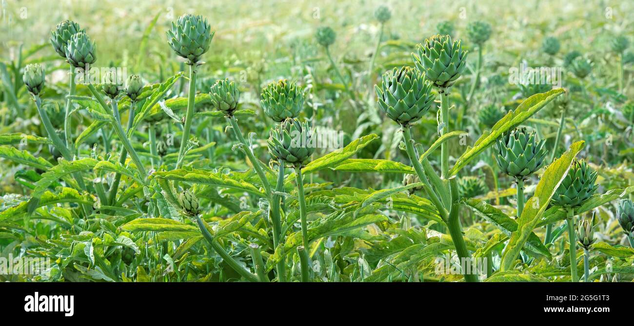 Artichoke heads in a field, soft focus Stock Photo