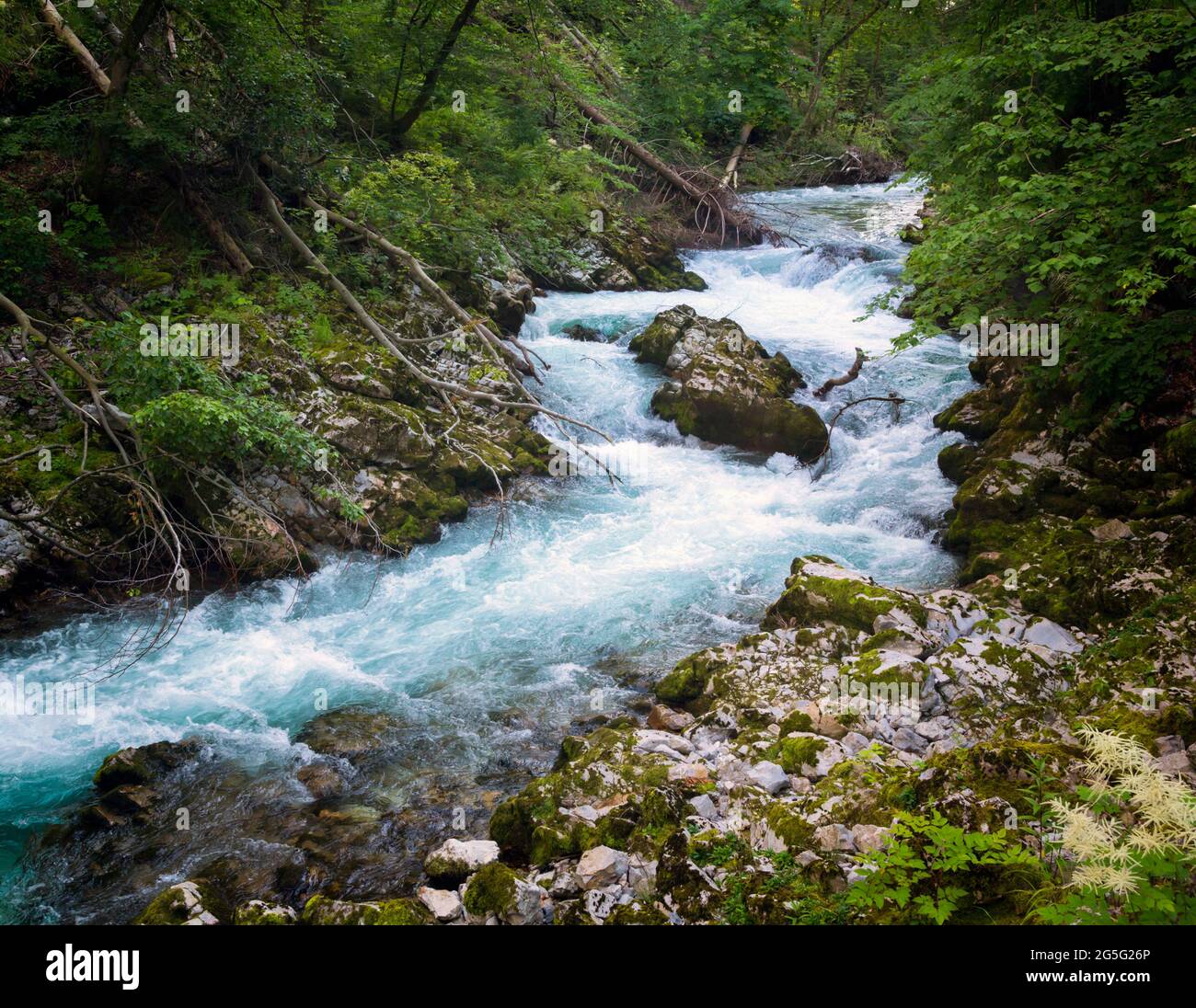 The Radovna river rushing through the Vintgar Gorge near Bled, Upper Carniola, Slovenia.  The gorge is in the Triglav National Park. Stock Photo