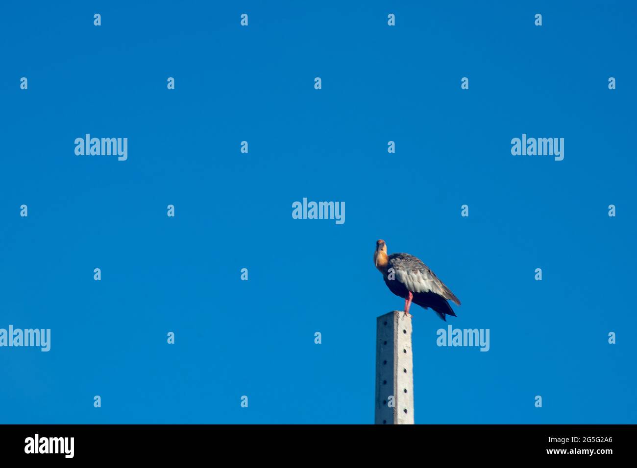 Curicaca bird on the pole top of the power grid. Bird with brown eyes, long  beak and red legs. Brown, white and black feathers. Bird also known as Awa  Stock Photo -