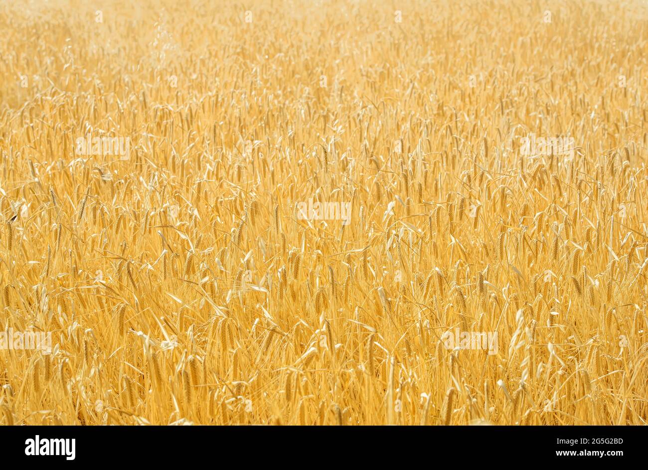 Golden field of mixed crops (livestock fodder), natural background Stock Photo