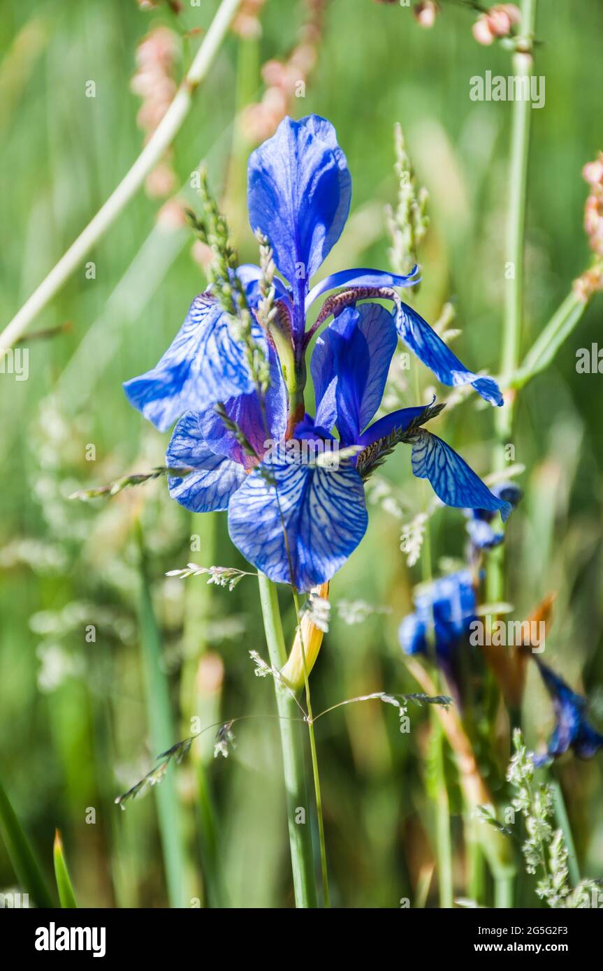 Wild form of the Siberian iris., Iris sibirica. An endangered species in Germany. Stock Photo