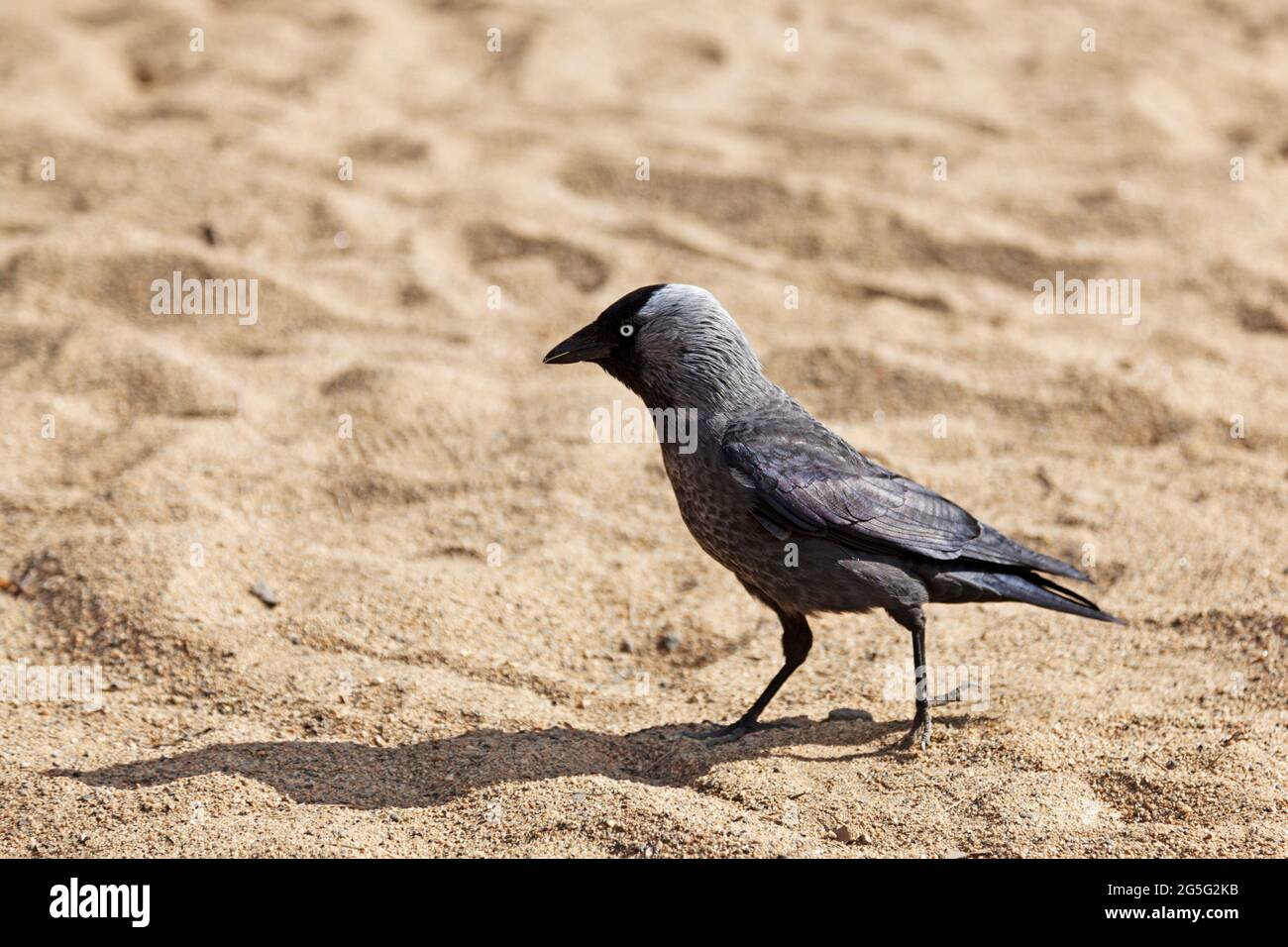 jackdaw in close up on sandy beach Stock Photo
