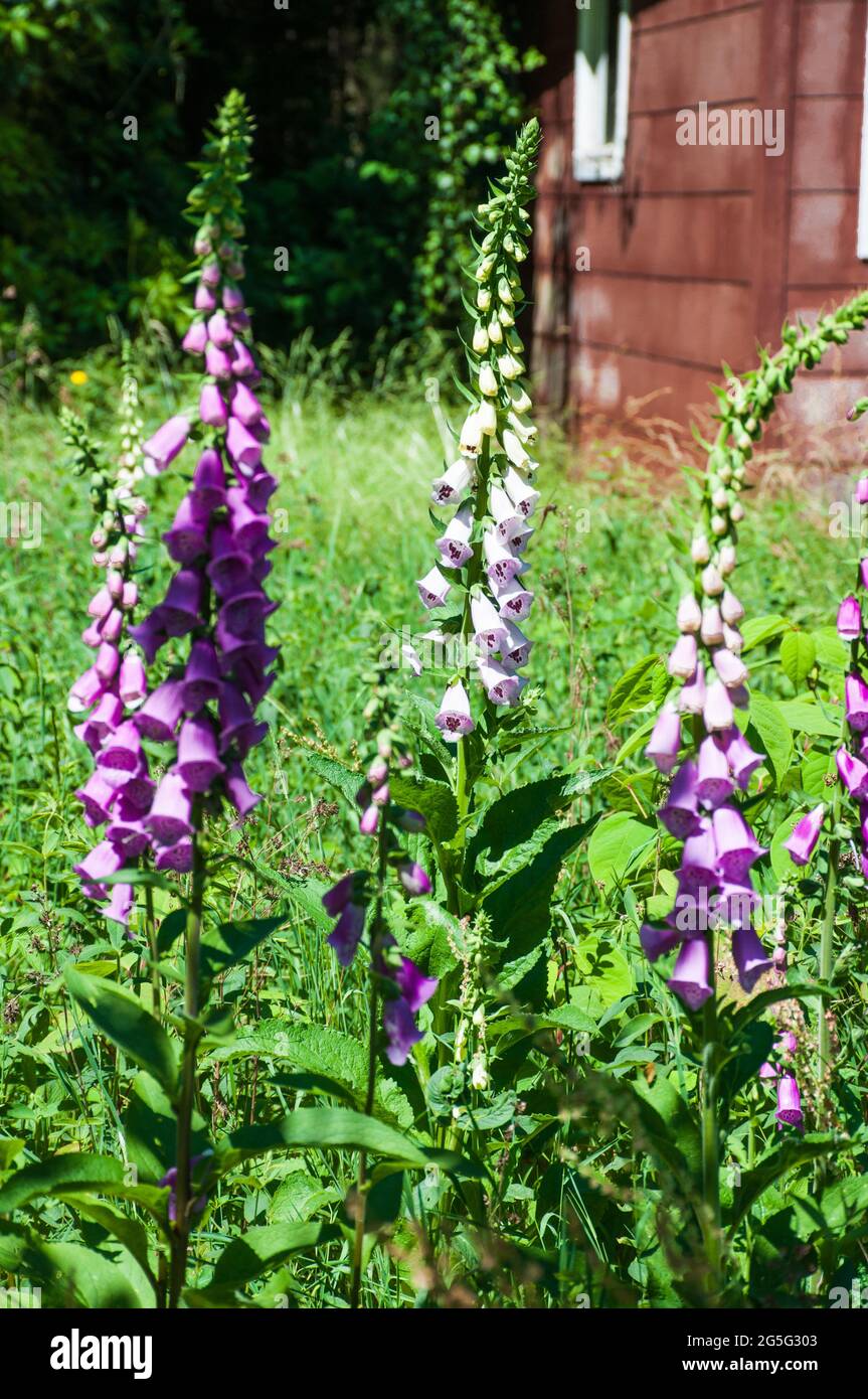 Several inflorescences of the red foxglove on a wild meadow in a garden Stock Photo