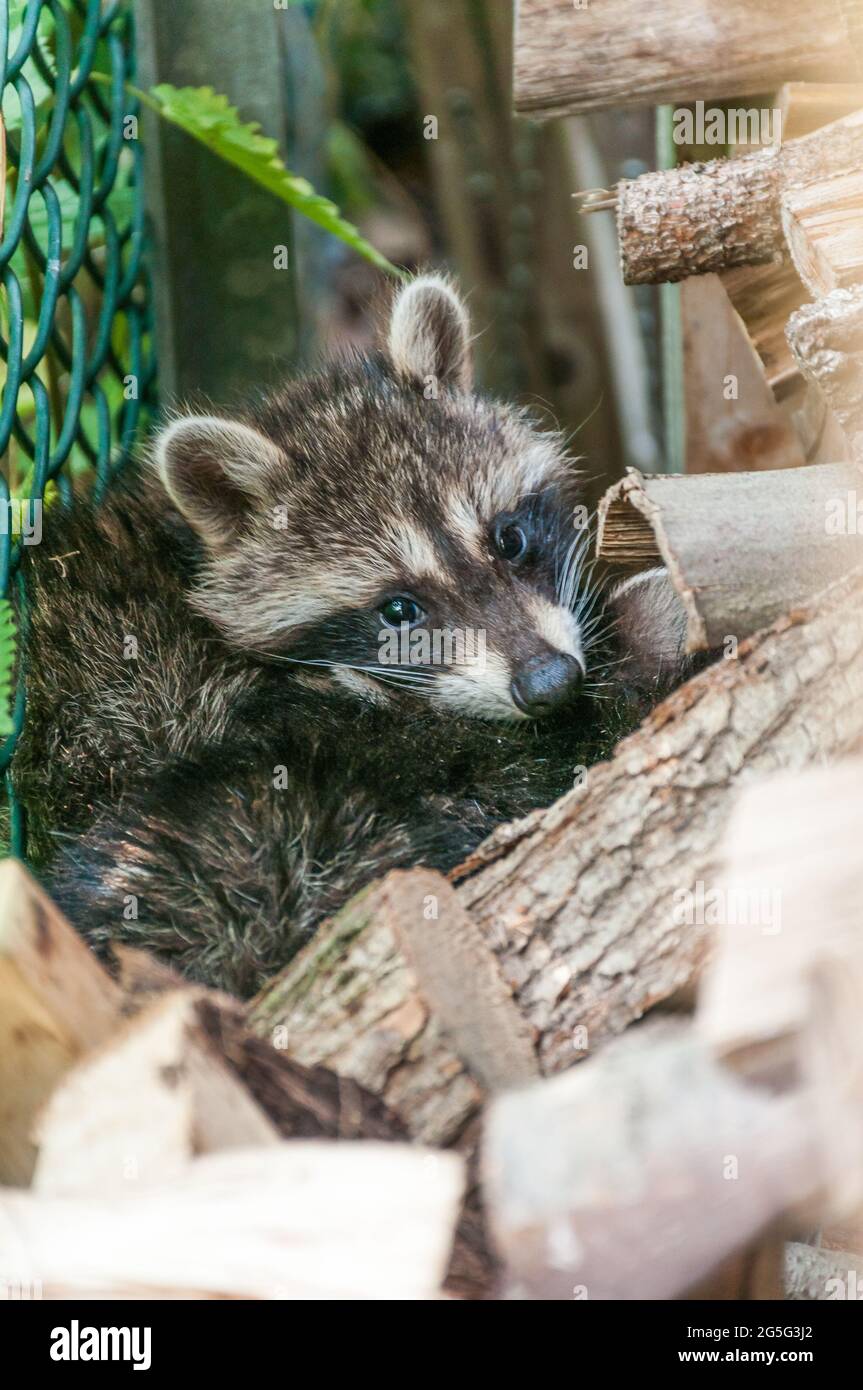 Young raccoons hide between a bridle and a pile of wood. They are