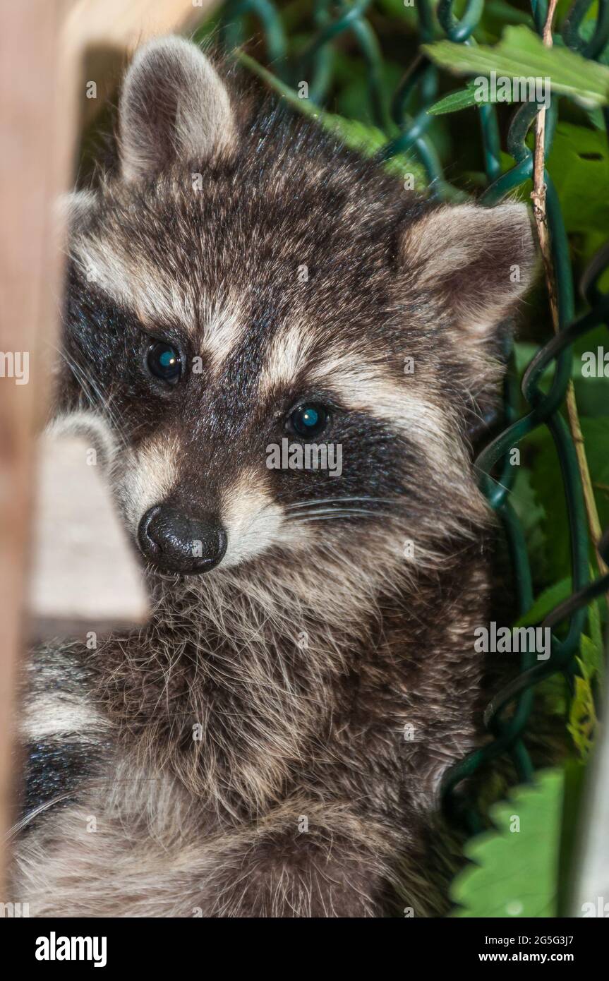Young raccoons hide between a bridle and a pile of wood. They are waiting for the mother animal to return Stock Photo