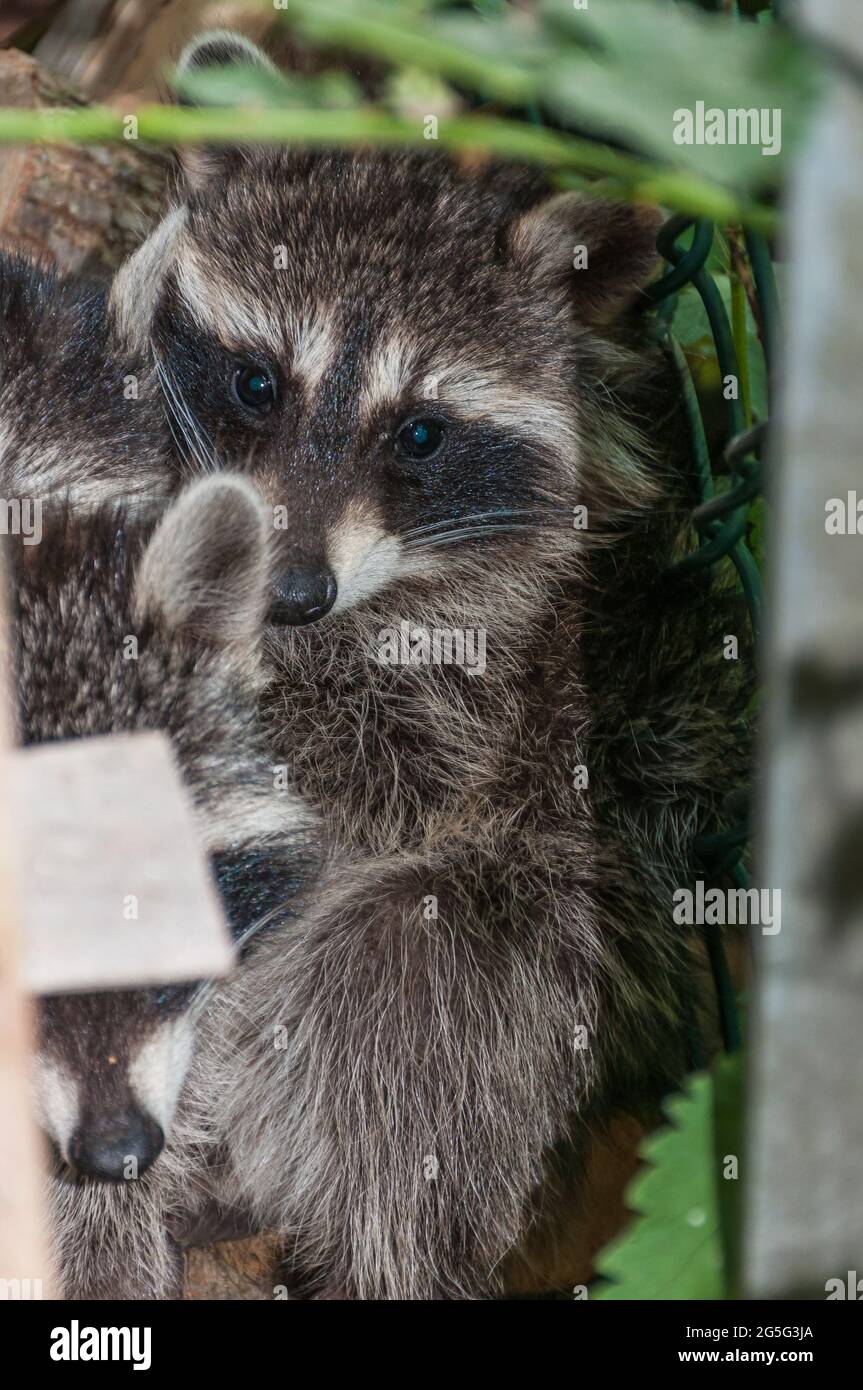 Young raccoons hide between a bridle and a pile of wood. They are waiting for the mother animal to return Stock Photo
