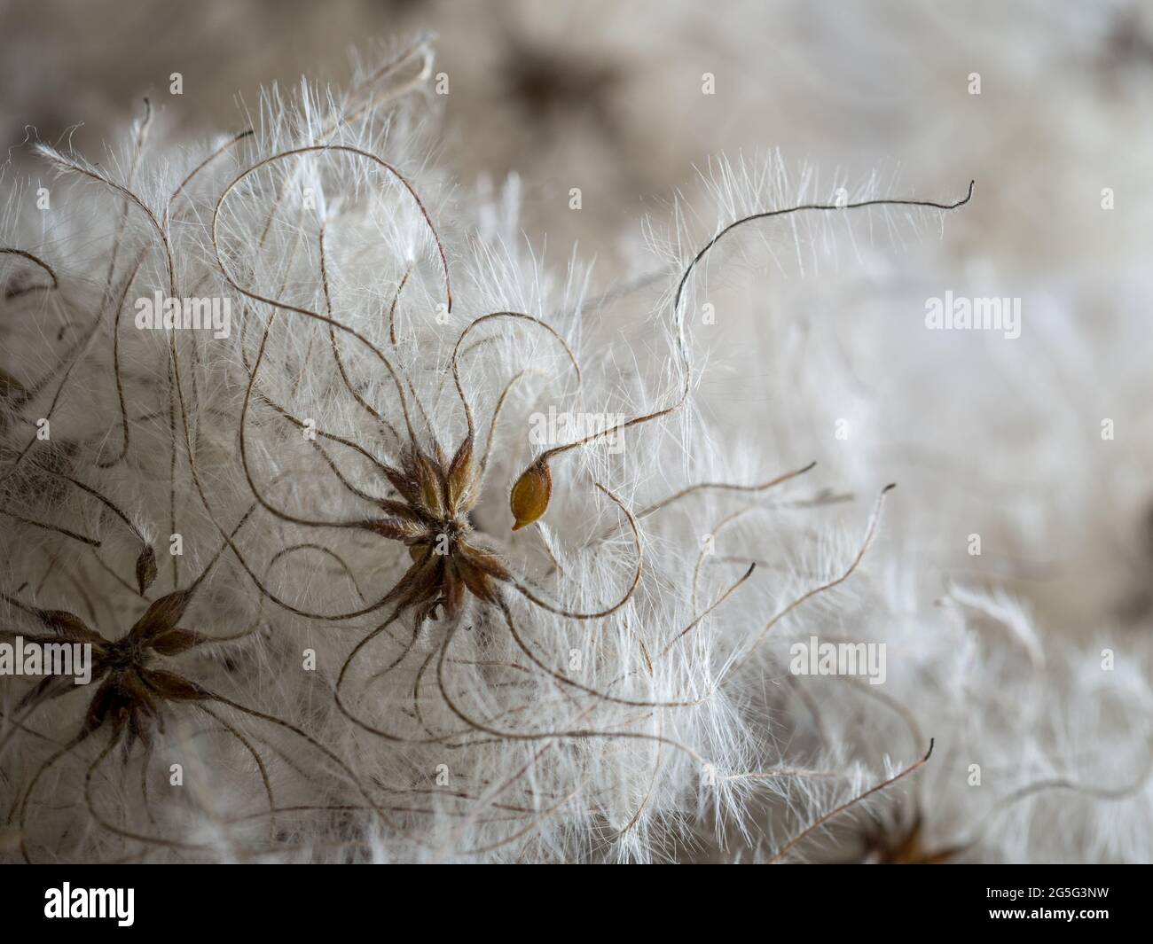 a full frame close up macro detail view of elegant delicate clemetis fluffly puffball seedhead seeds with flowing tendrills tails waving curling backl Stock Photo