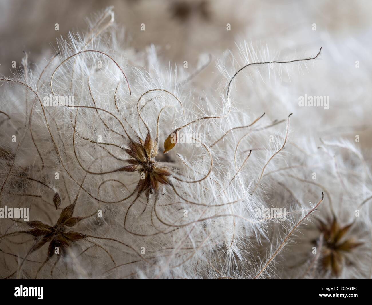 a full frame close up macro detail view of elegant delicate clemetis fluffly puffball seedhead seeds with flowing tendrills tails waving curling backl Stock Photo