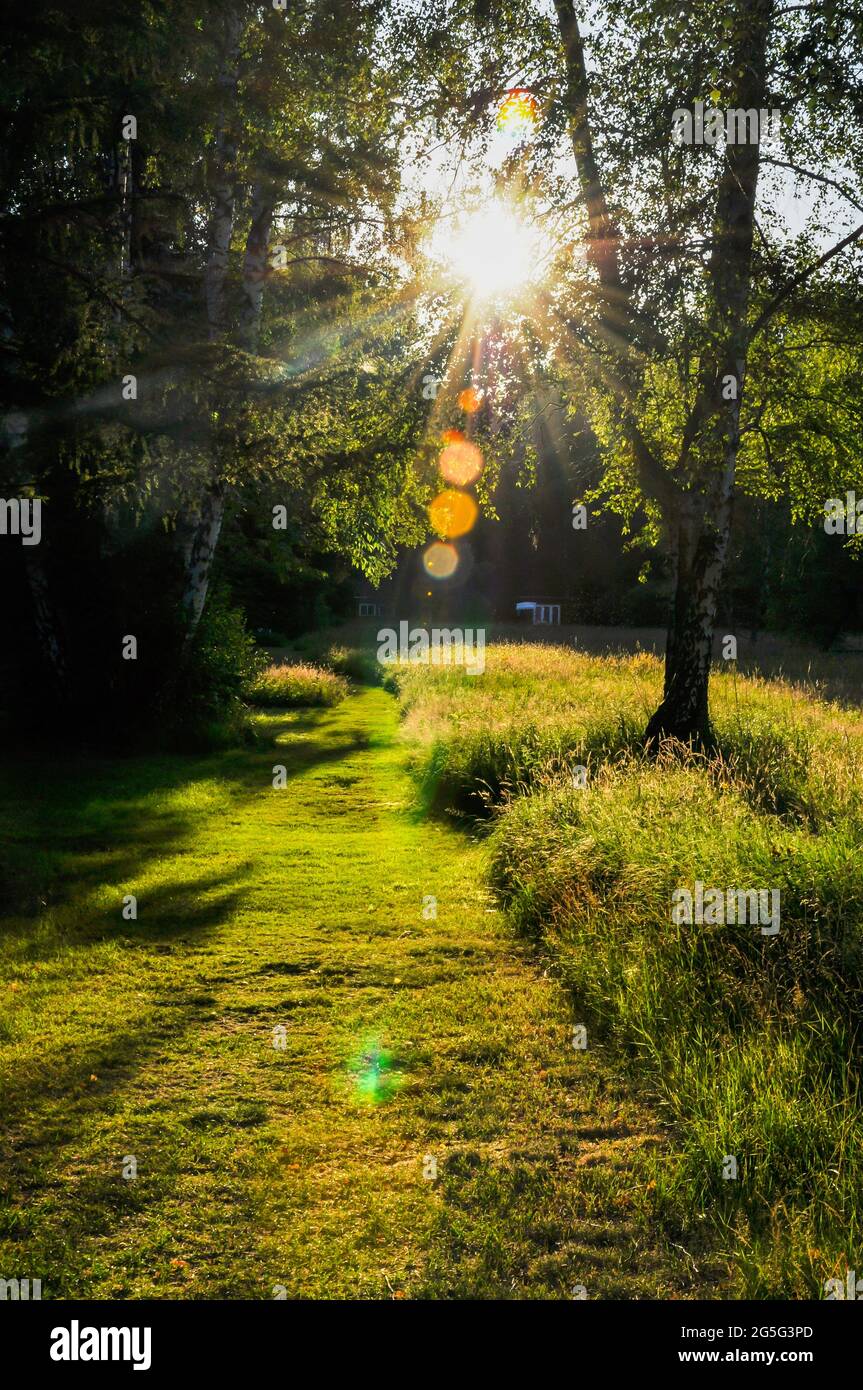 Evening mood in a remote colony of foliage with a large, natural wild meadow Stock Photo