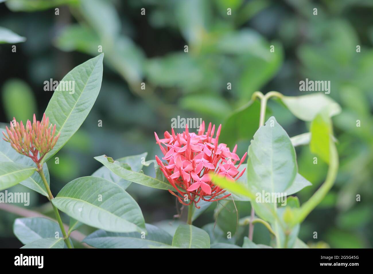 Flowers Of Bangladesh High Resolution Stock Photography And Images Alamy